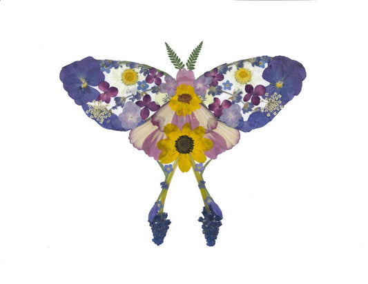Luna Moth - Art Print
